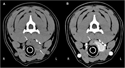 Coccidioides posadasii in a Dog With Cervical Dissemination Complicated by Esophageal Fistula